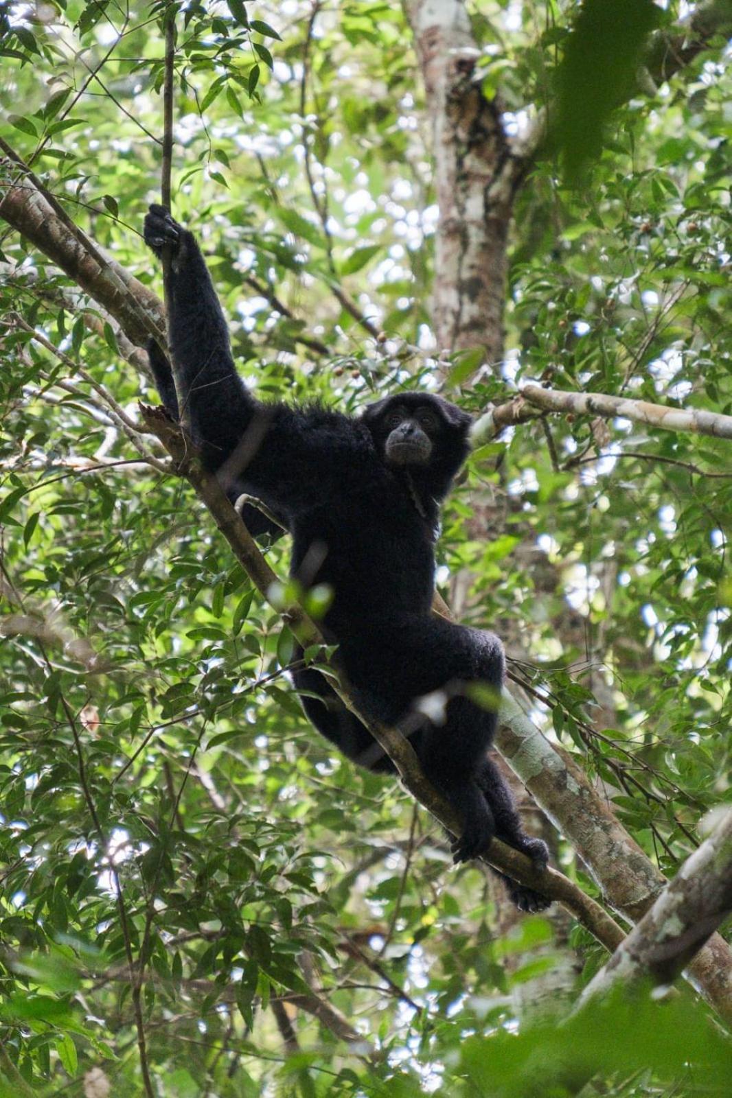 Magpie resto dan homestay Bukit Lawang Exterior foto