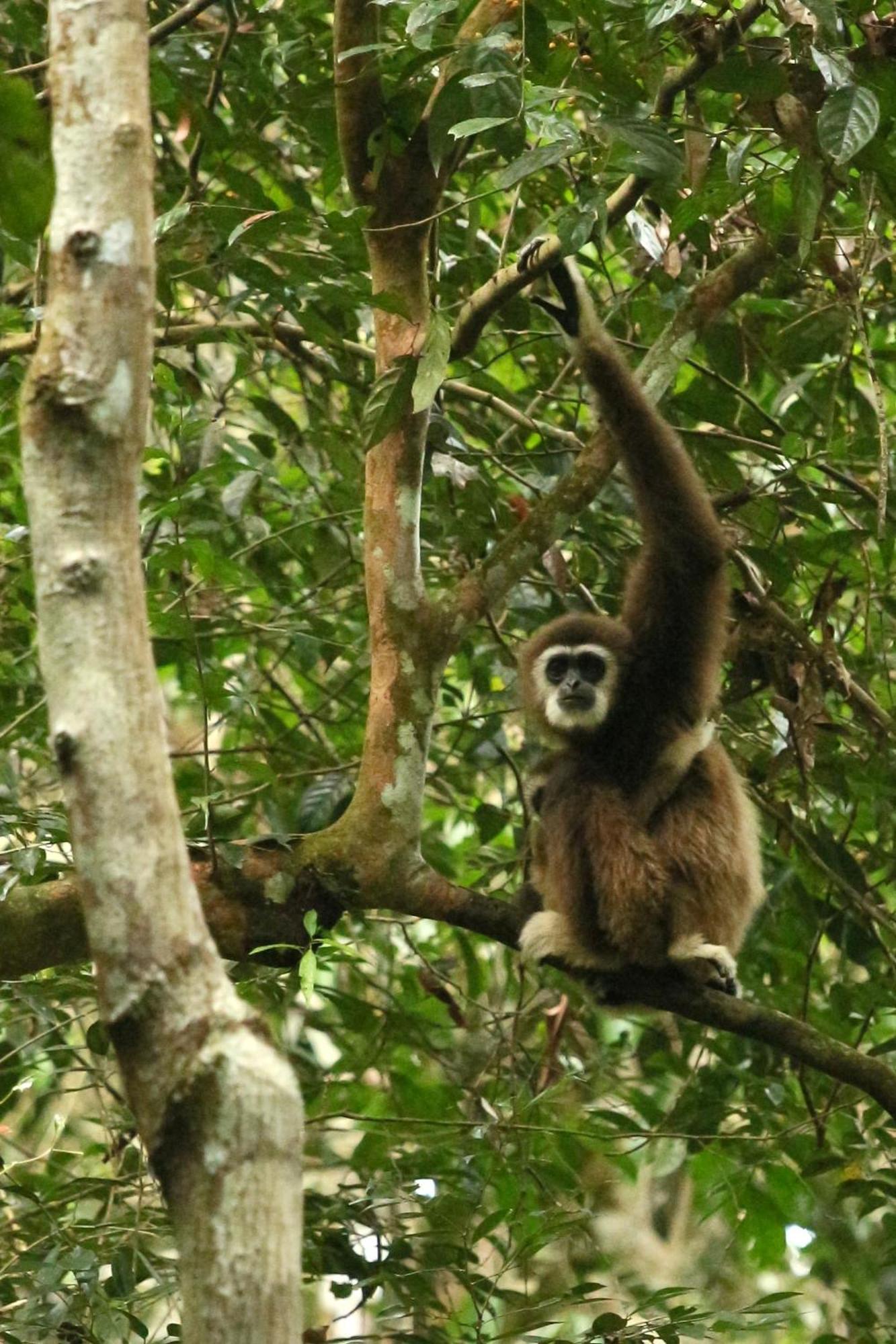 Magpie resto dan homestay Bukit Lawang Exterior foto